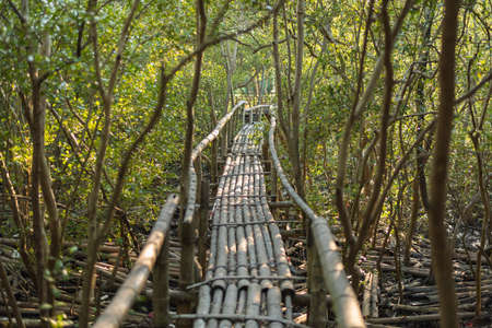 Landscape of bamboo walkway in mangrove forest. Selective Focus.の写真素材