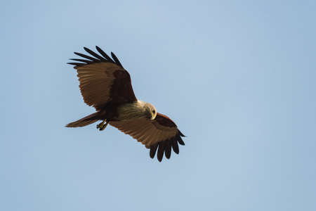 Brahminy kite flying and watching on the blue sky background.