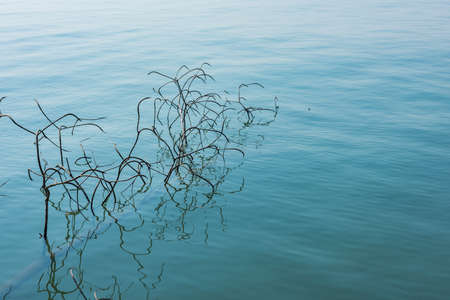 Dried branch float on the sea. Suitable for use as wallpapers.の写真素材