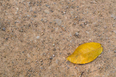 Yellow leaf fall on the gravel floor. Abstract Background. Suitable for use background and place text over photo.の写真素材