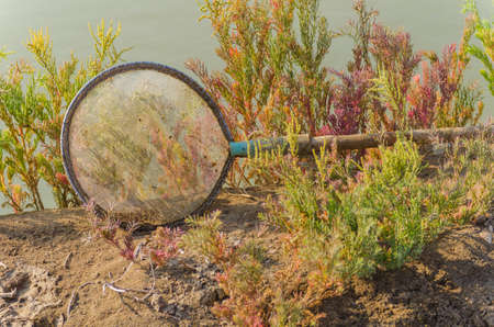 Sieve surround a seablite (Suaeda maritima) on the earth. Selective Focus.