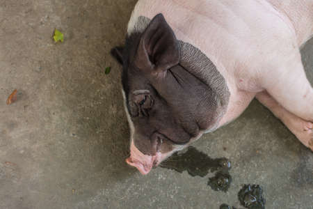 Sleeping pig on the floor, top view. Selective Focus.の写真素材
