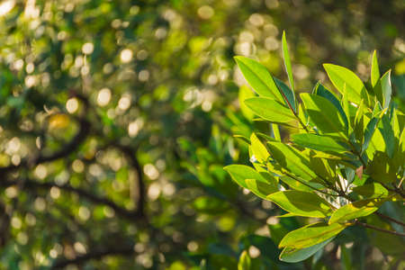 Branch of mangrove on the bokeh of mangrove forest background. Selective Focus. Suitable for use as wallpapers.の写真素材