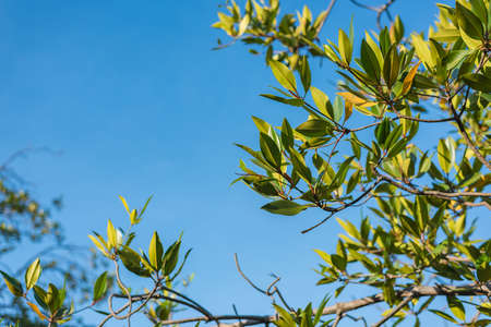Branch of mangrove on the blue sky. Selective Focus. Suitable for use as wallpapers.の写真素材