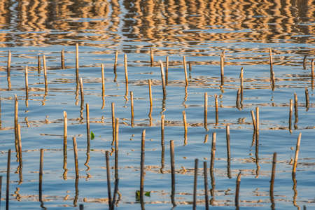 Abstract Background, the bamboo trunks are supported for growing mangrove sprouts. Selective Focus.の写真素材