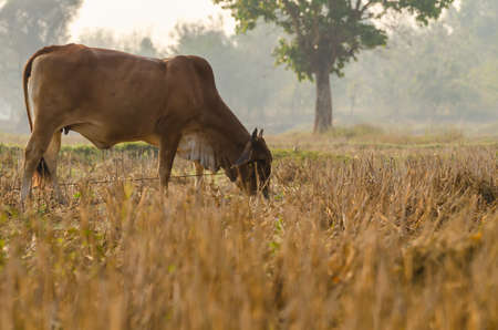 In the morning, a brown cow eating dried grass in the rice field. Selective Focus.の写真素材