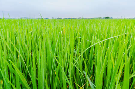 In the morning, rice plant in the rice field with dew by nature. Selective Focus. Suitable for use as wallpapers.の写真素材