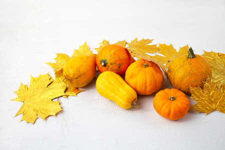 Festive autumn decor with pumpkins and leaves on a white background. Concept of Thanksgiving day or...