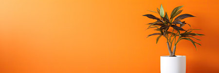 Flowers in a white vase on an orange background. Banner.の素材