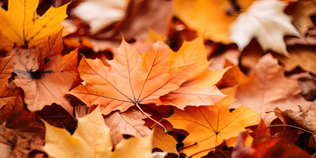Autumn leaves background. Colorful autumn leaves. Fall season.の素材