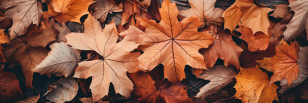 Autumn leaves on the ground. Autumn background. Top view.の素材
