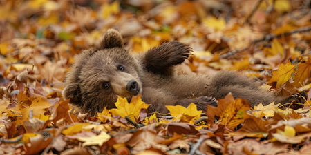 Brown bear cub playing in autumn leaves. Wildlife scene from nature.の素材