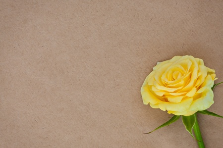 Paper background with yellow rose and place for text.の写真素材