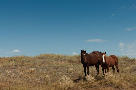 Horse with a foal in the wilderness.の写真素材