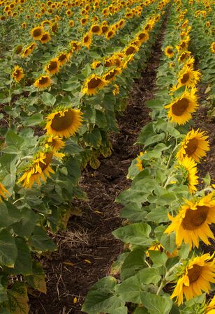 Field with rows of blooming sunflowers.の写真素材