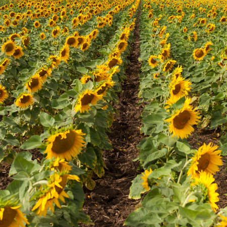 Field with rows of sunflowers.の写真素材