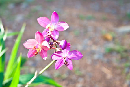Pink flowers bloom in Thailand の写真素材