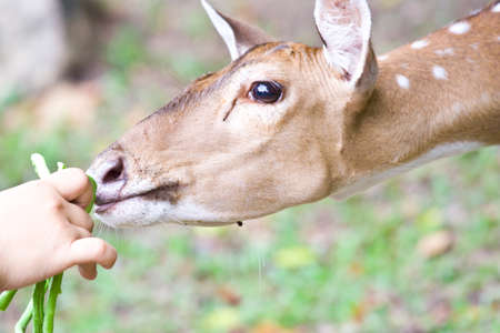 Deer were feeding in open zoo 