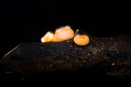 Cup fungus occurs naturally in moist forests 