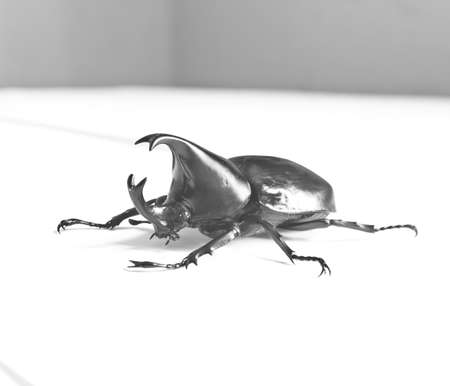 Scarab beetles live in black and white.の写真素材