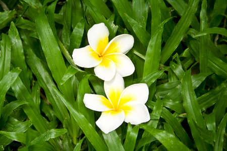 Two frangipani flowers which fell on the green grass perfect.の写真素材