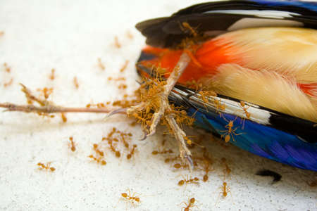 Ant swarms are dealing with the remains of a recently deceased birds.の写真素材