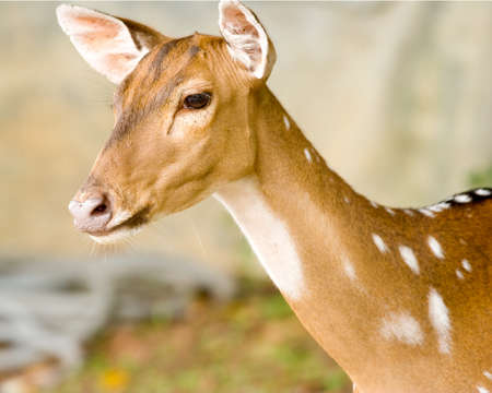 Wait a couple deer with poor eyesight の写真素材