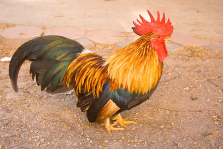 Bantam urban living area becomes a beautiful pet の写真素材