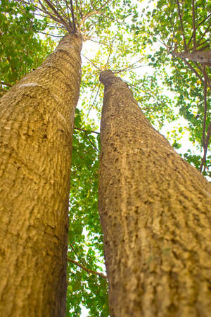 Branches of large trees reaching to the ceiling.の写真素材