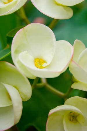 Poi Sian flower white flowers with small details of the confiscation and destruction in pollen hidden.の写真素材