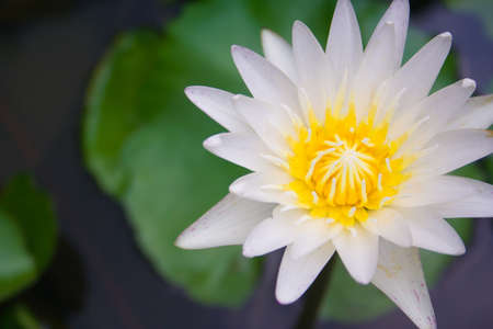 White lotus blooming show lure insect pollination.の写真素材