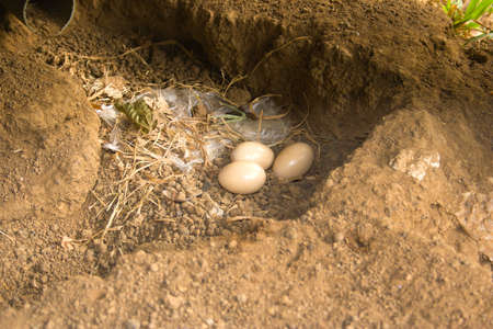 Fowl eggs on the ground by a natural instinct for it 