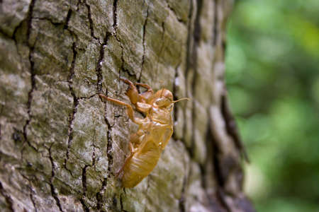 Insect molting by the bark of a tree in a natural grip の写真素材