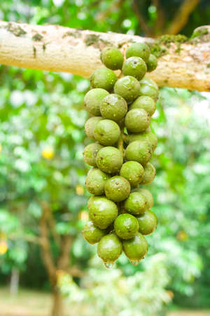 Thailand Wollongong fruit is a fruit that has a sweet taste, grown only in the eastern and southern regions only の写真素材