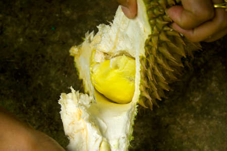 Durian fruit of Asia to the thorny shell solid yellow flesh inside tastes sweet.の写真素材