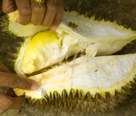Durian fruit of Asia to the thorny shell solid yellow flesh inside tastes sweet.の写真素材