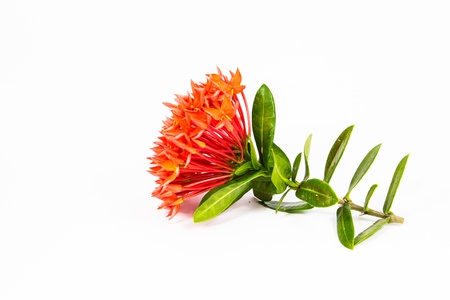 Ixora coccineaの写真素材