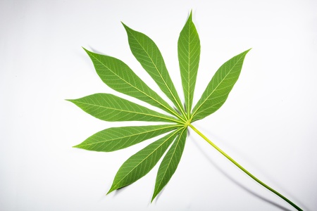 Potota leafの写真素材