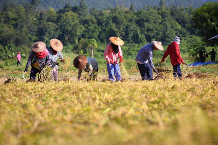 harvest day, farmer working in paddy の写真素材