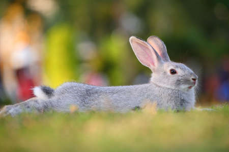 cute rabbit relaxingの写真素材