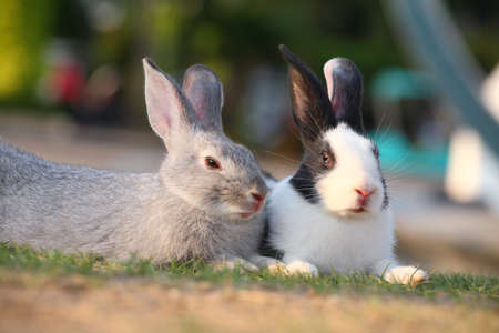 cute rabbits relaxingの写真素材
