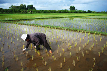 Thai farmer start plantings rice rice in water paddle の写真素材