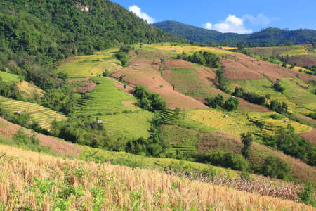 Rice terrace and mountain view. の写真素材
