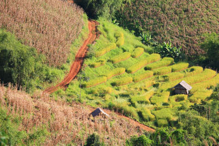 nice rice terrace in north Thailand. の写真素材