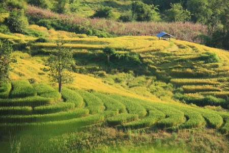 nice rice terrace in north Thailand. の写真素材