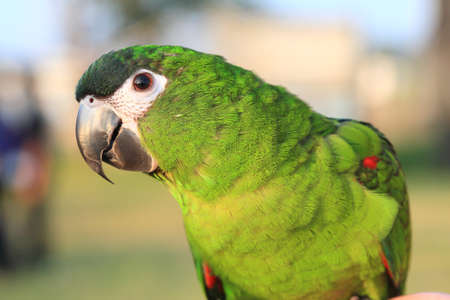 Hahns-Macaw , lovebird close-up の写真素材