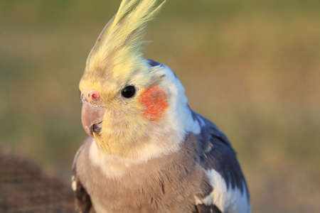 Cockatiel. Love bird close up の写真素材