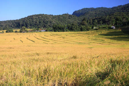 terrace of Rice field with sunrise. の写真素材