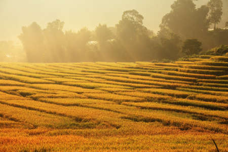 terrace of Rice field with sunrise. の写真素材