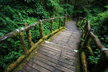wooden way to jungle.の写真素材